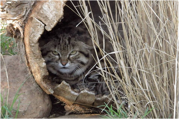Black Footed Cats