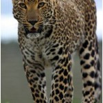 Felicia the Leopard