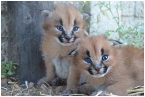 Lea Kittens