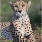 Meisikind the Cheetah