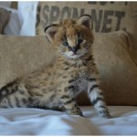 Serval Kitten 2