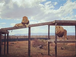Lions Chuck and Norris