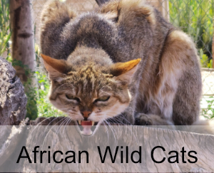 African Wildcats