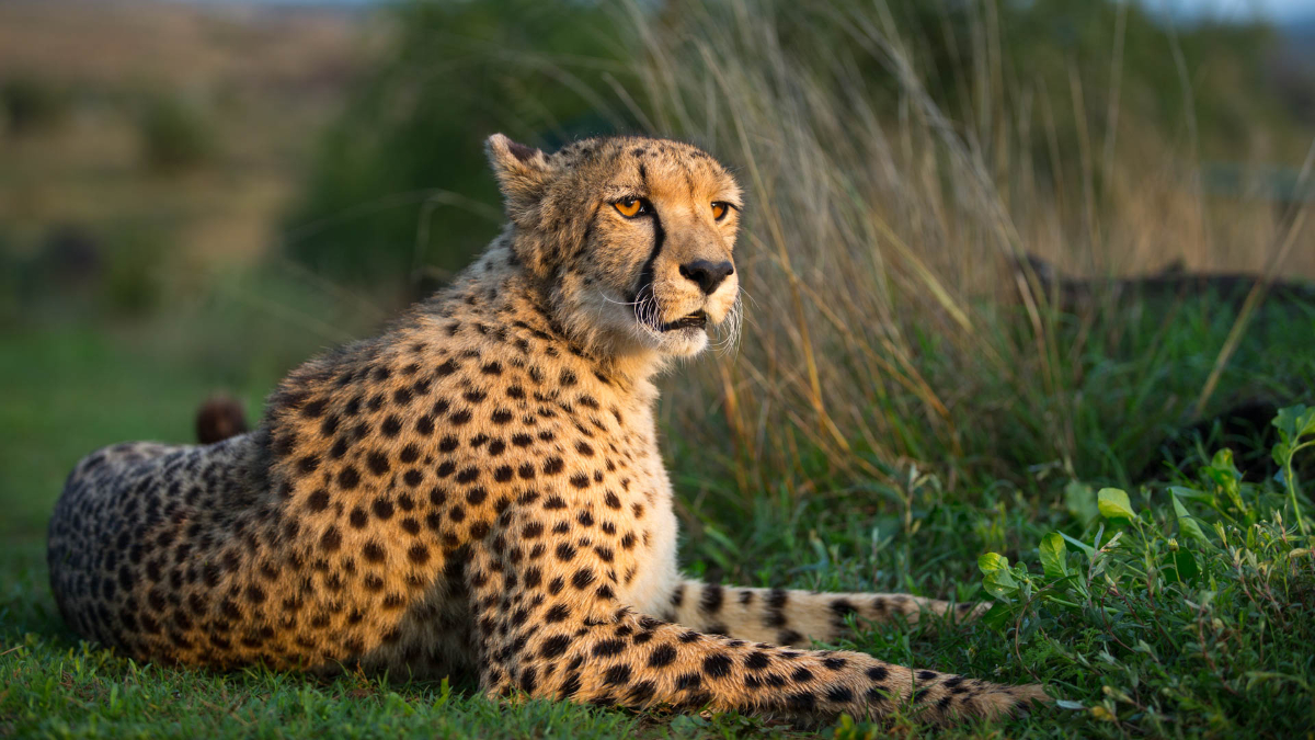 Cheetahs Daniell Cheetah Project