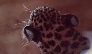 Leopard Daniell Cheetah Project