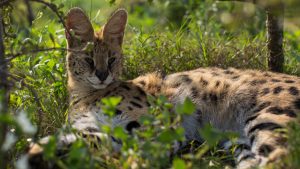 Servals Daniell Cheetah Project