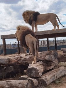 Chuck and Norris Lions