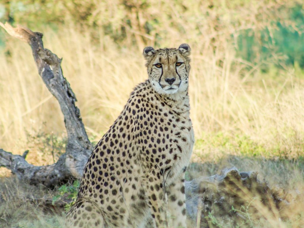 Ranee Cheetah