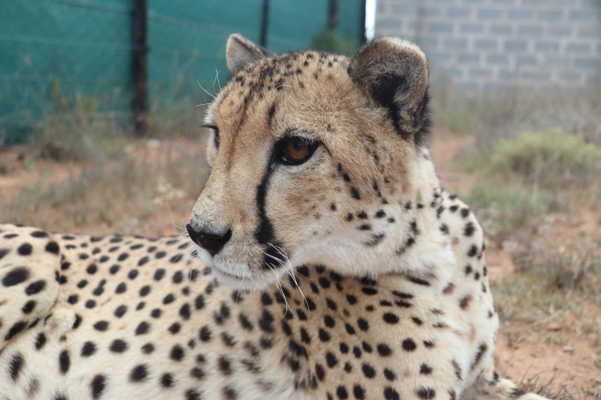 Thea Cheetah